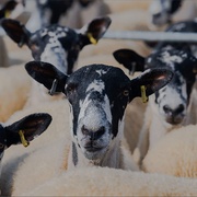 [纪录片] 克拉克森的农场 第一季 Clarkson's Farm Season 1  [杰里米·克拉克森/Kaleb Cooper][高清下载]