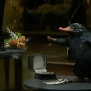 [剧情/奇幻] 神奇动物在哪里 Fantastic Beasts and Where to Find Them  [埃迪·雷德梅恩/凯瑟琳·沃特斯顿][高清下载]