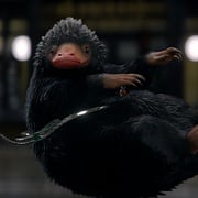 [剧情/奇幻] 神奇动物在哪里 Fantastic Beasts and Where to Find Them  [埃迪·雷德梅恩/凯瑟琳·沃特斯顿][高清下载]