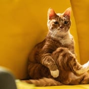 [惊悚/科幻] 我的僵尸女儿 좀비가 되어버린 나의 딸  [曹政奭/李姃垠][高清下载]