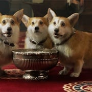 [奇幻/冒险] 圆梦巨人 The BFG  [鲁比·巴恩希尔/马克·里朗斯][高清下载]