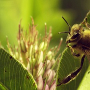 采得百花成蜜后 More Than Honey 剧照