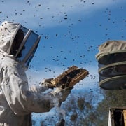 采得百花成蜜后 More Than Honey 剧照