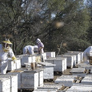 采得百花成蜜后 More Than Honey 剧照