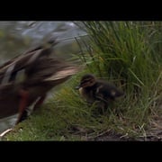 [动作/冒险] 急转直下 Stolen Girl  [凯特·贝金赛尔/斯科特·伊斯特伍德][高清下载]