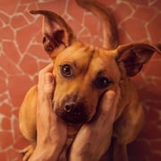 可拉米洛 Caramelo