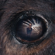 兽性 Animale 剧照