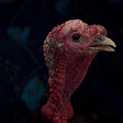 [剧情] 共同的语言 Une langue universelle  [巴哈兰·巴尼艾哈迈迪/Rojina Esmaeili][蓝光/高清1080p/4K下载]