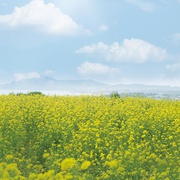 季春奶奶 계춘할망 剧照