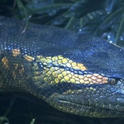 [动作/灾难] 狂蟒之灾 Anaconda  [詹妮弗·洛佩兹/艾斯·库珀][蓝光/高清1080p/4K下载]