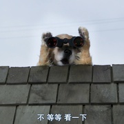 猫狗大战3：爪爪集结！ Cats & Dogs 3: Paws Unite! 剧照