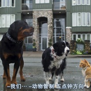 猫狗大战3：爪爪集结！ Cats & Dogs 3: Paws Unite! 剧照