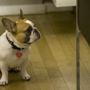 [喜剧/家庭] 摩登家庭 第八季 Modern Family Season 8  [艾德·奥尼尔/索菲娅·维加拉][蓝光/高清1080p/4K下载]