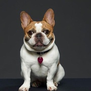 [喜剧/家庭] 摩登家庭 第九季 Modern Family Season 9  [艾德·奥尼尔/索菲娅·维加拉][蓝光/高清1080p/4K下载]