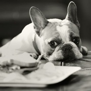 [喜剧/家庭] 摩登家庭 第五季 Modern Family Season 5  [艾德·奥尼尔/索菲娅·维加拉][蓝光/高清1080p/4K下载]