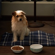 破果 파과 剧照