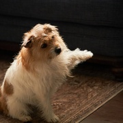 破果 파과 剧照