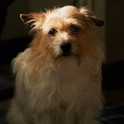 破果 파과 剧照