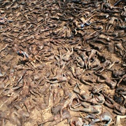 启示 Apocalypto 剧照