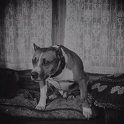 [短片/喜剧] 屠夫小子 The Butcher Boy  [罗斯科·阿巴克尔/巴斯特·基顿][蓝光/高清1080p/4K下载]