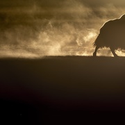 [纪录片] 雪豹女王 La Panthère des neiges  [文森特·穆尼尔/西尔万·泰松][蓝光/高清1080p/4K下载]