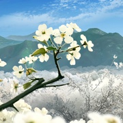 [古装/武侠] 枕刀歌  [叶清/玉叶][蓝光/高清1080p/4K下载]