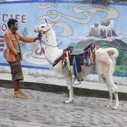 [喜剧/科幻] 追踪长尾豹马修 Sur la piste du Marsupilami  [贾梅尔·杜布兹/阿兰·夏巴][蓝光/高清1080p/4K下载]