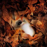 [犯罪/惊悚] 字母杀手 The Alphabet Killer  [艾丽莎·杜什库/加利·艾尔维斯][蓝光/高清1080p/4K下载]