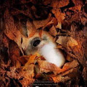 [犯罪/惊悚] 字母杀手 The Alphabet Killer  [艾丽莎·杜什库/加利·艾尔维斯][蓝光/高清1080p/4K下载]