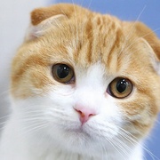 [爱情/喜剧] 最完美的离婚 最高の離婚  [永山瑛太/尾野真千子][蓝光/高清1080p/4K下载]