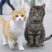 [爱情/喜剧] 最完美的离婚 最高の離婚  [永山瑛太/尾野真千子][蓝光/高清1080p/4K下载]