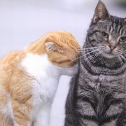 [爱情/喜剧] 最完美的离婚 最高の離婚  [永山瑛太/尾野真千子][蓝光/高清1080p/4K下载]