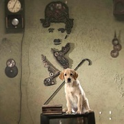 [冒险/喜剧] 777查理 777 Charlie  [拉克西特·谢蒂/Charlie][蓝光/高清1080p/4K下载]