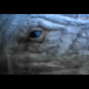 [冒险] 白鲸记 Moby Dick  [格利高里·派克/理查德·贝斯哈特][蓝光/高清1080p/4K下载]