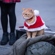 [喜剧] 鲍勃的圣诞礼物 A Christmas Gift From Bob  [卢克·崔德威/安娜·威尔逊-琼斯][蓝光/高清1080p/4K下载]