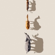 [纪录片] 哺乳动物星球 Mammals  [大卫·爱登堡/刘琮][蓝光/高清1080p/4K下载]