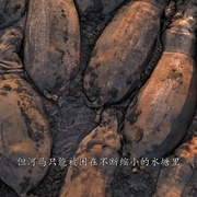 [纪录片] 哺乳动物星球 Mammals  [大卫·爱登堡/刘琮][蓝光/高清1080p/4K下载]