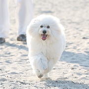 [爱情/喜剧] 初恋DOGs  [清原果耶/成田凌][蓝光/高清1080p/4K下载]