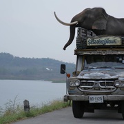 [喜剧] 大笨象 Pop Aye  [塔内·瓦拉库努娄/彭帕克·西里古尔][蓝光/高清1080p/4K下载]