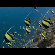 [纪录片] 大卫·爱登堡：海洋 David Attenborough: Ocean  [大卫·爱登堡][蓝光/高清1080p/4K下载]