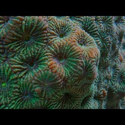 [纪录片] 大卫·爱登堡：海洋 David Attenborough: Ocean  [大卫·爱登堡][蓝光/高清1080p/4K下载]