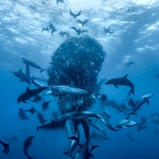 [纪录片] 大卫·爱登堡：海洋 David Attenborough: Ocean  [大卫·爱登堡][蓝光/高清1080p/4K下载]