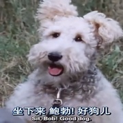 [犯罪/悬疑] 大侦探波洛 第六季 Agatha Christie's Poirot Season 6  [大卫·苏切/菲利普·杰克森][蓝光/高清1080p/4K下载]