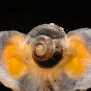 [纪录片] 地球脉动 第三季 Planet Earth Season 3  [大卫·爱登堡][蓝光/高清1080p/4K下载]