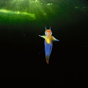 [纪录片] 地球脉动 第三季 Planet Earth Season 3  [大卫·爱登堡][蓝光/高清1080p/4K下载]