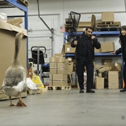 [喜剧] 动物管制官 第一季 Animal Control Season 1  [乔尔·麦克哈尔/维拉.洛弗尔][蓝光/高清1080p/4K下载]