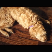 恶果之家 Aftermath  [阿什丽·格林尼/肖恩·阿什莫][蓝光/高清1080p/4K下载]