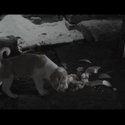 [动作] 恶战 惡戰  [伍允龙/安志杰][蓝光/高清1080p/4K下载]