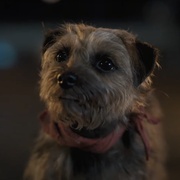 [喜剧/冒险] 复仇狗联盟 Strays  [威尔·法瑞尔/杰米·福克斯][蓝光/高清1080p/4K下载]