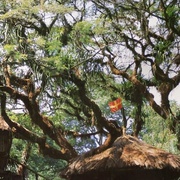 [冒险/家庭] 海角乐园 Swiss Family Robinson  [约翰·米尔斯/Dorothy McGuire][蓝光/高清1080p/4K下载]